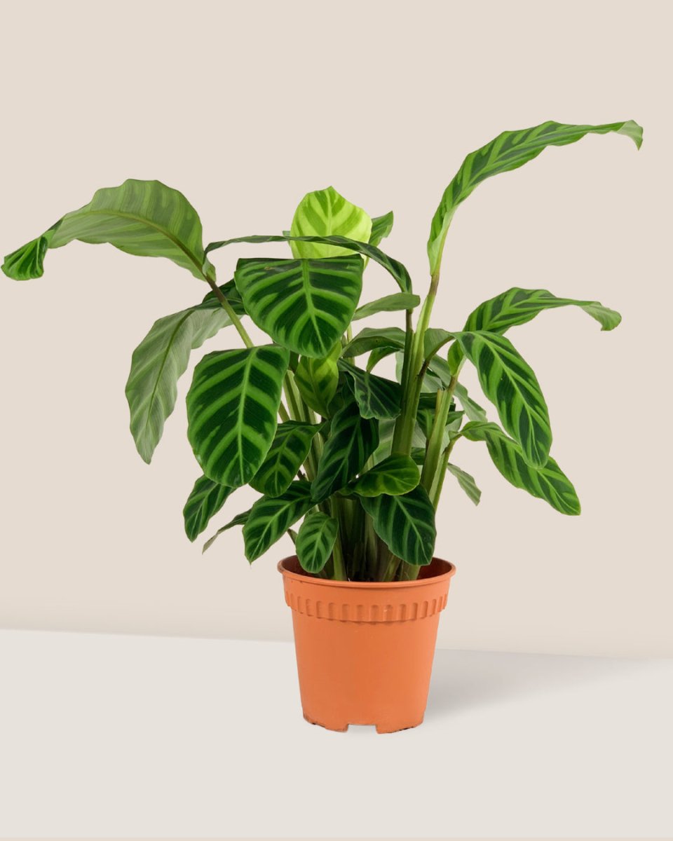 Calathea Zebrina - grow pot - Potted plant - Tumbleweed Plants - Online Plant Delivery Singapore