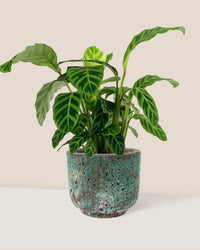 Calathea Zebrina - xi'an planter - Potted plant - Tumbleweed Plants - Online Plant Delivery Singapore