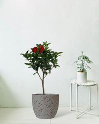 Camelia - egg pots - grey/large - Gifting plant - Tumbleweed Plants - Online Plant Delivery Singapore