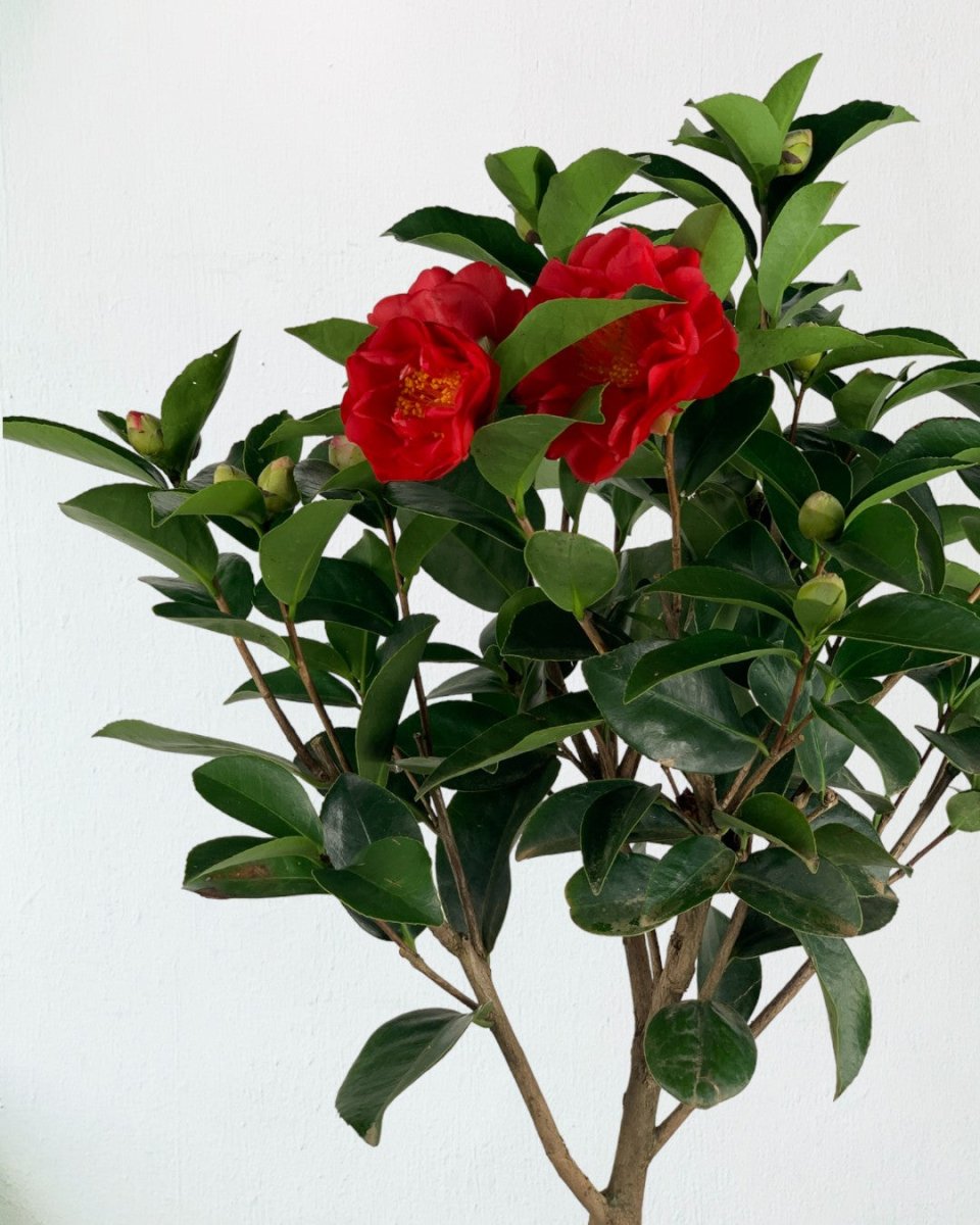 Camelia - grow pot - Gifting plant - Tumbleweed Plants - Online Plant Delivery Singapore