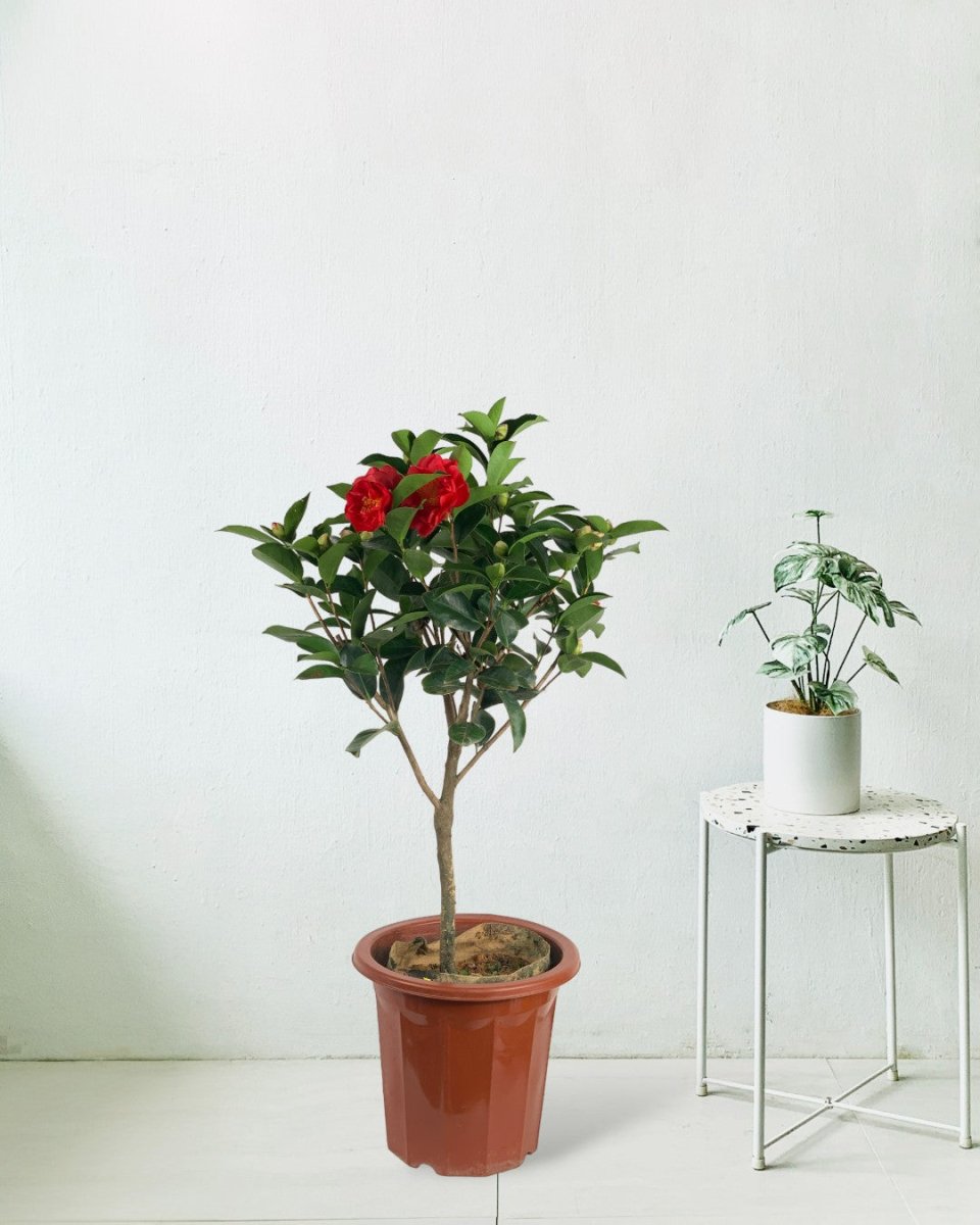 Camelia - grow pot - Gifting plant - Tumbleweed Plants - Online Plant Delivery Singapore