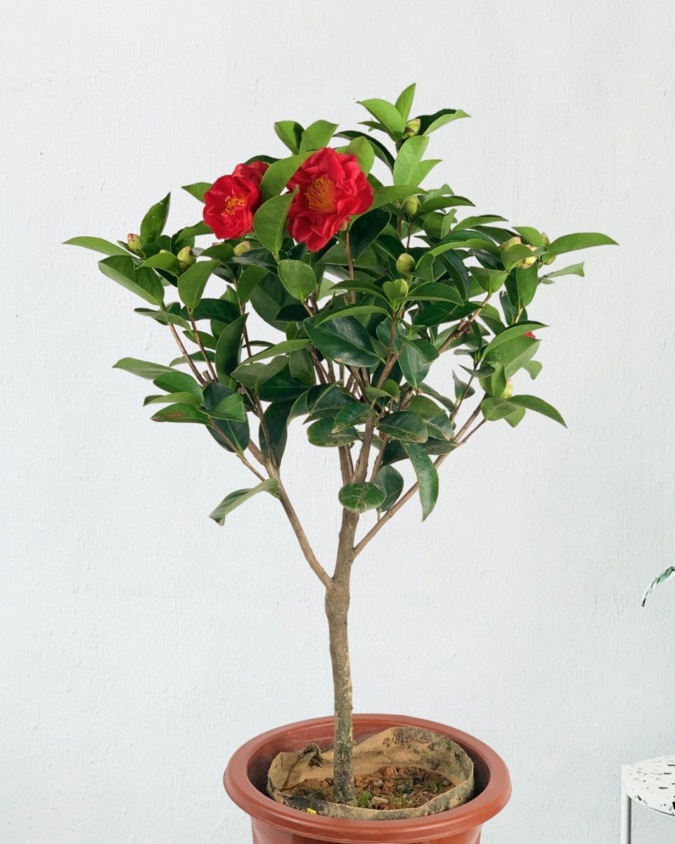 Camelia - grow pot - Gifting plant - Tumbleweed Plants - Online Plant Delivery Singapore