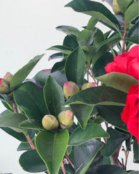 Camelia - grow pot - Gifting plant - Tumbleweed Plants - Online Plant Delivery Singapore