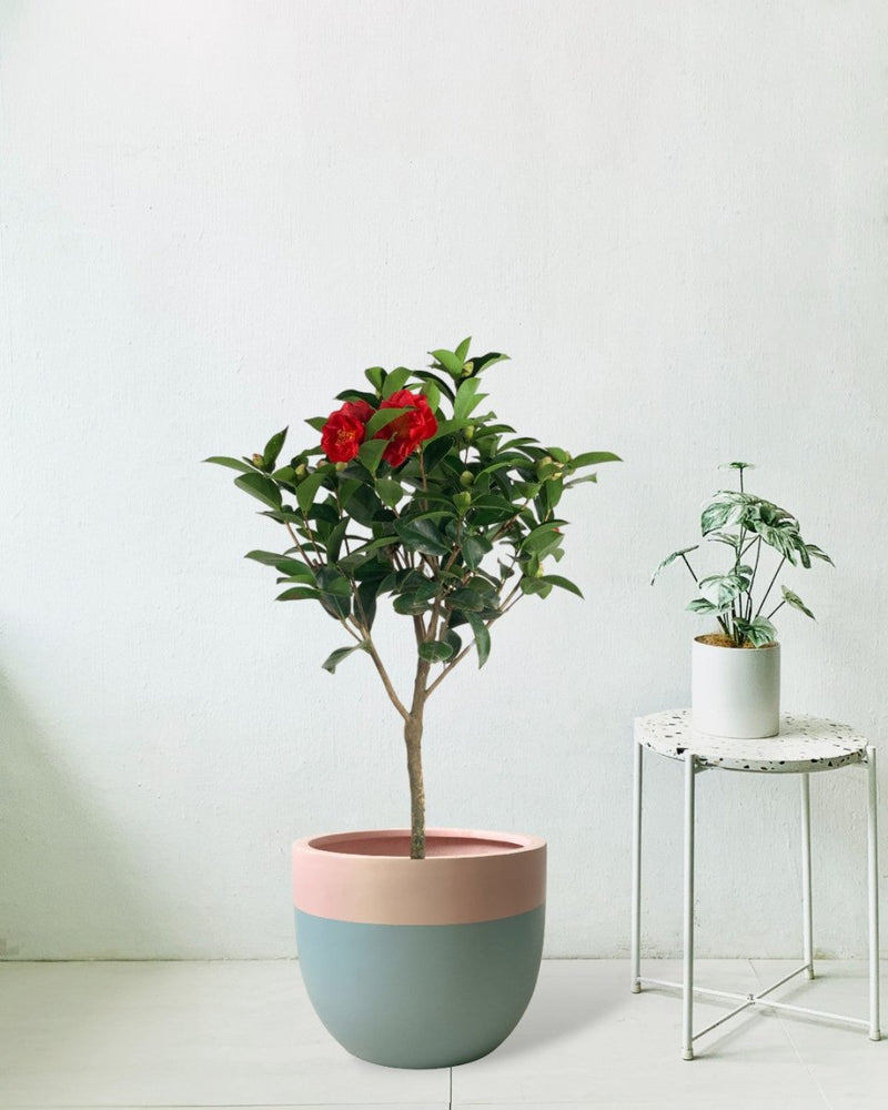 Camelia - large resin planter - grey/pink - Gifting plant - Tumbleweed Plants - Online Plant Delivery Singapore