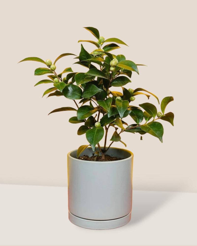 Camellia Japonica - Gifting plant - Tumbleweed Plants - Online Plant Delivery Singapore
