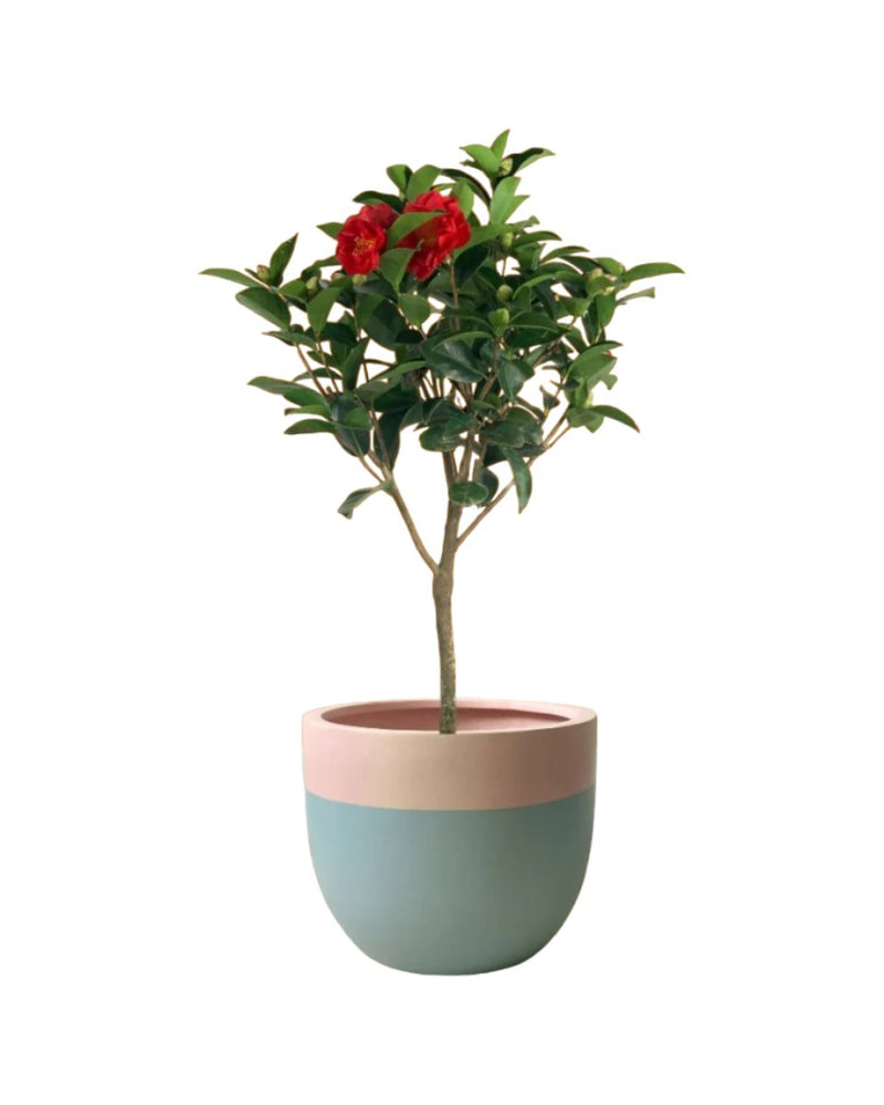 Camellia - tulip pots - white - Potted plant - Tumbleweed Plants - Online Plant Delivery Singapore