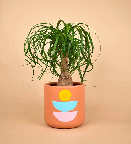 Canyon Planter - Pot - Tumbleweed Plants - Online Plant Delivery Singapore