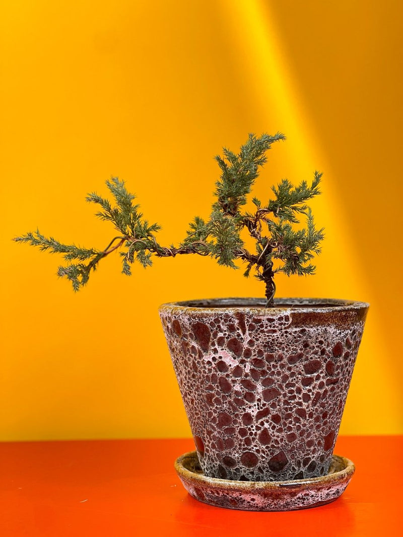 Cascade Bonsai Tree - brown moon pot (v shape) - Gifting plant - Tumbleweed Plants - Online Plant Delivery Singapore