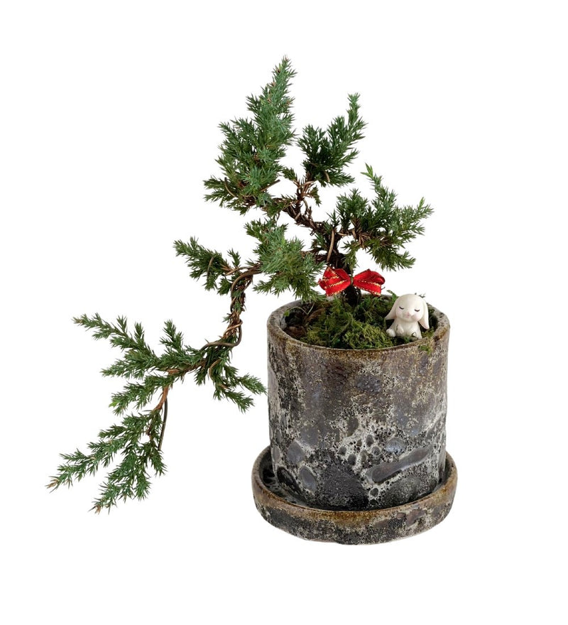 Cascade Bonsai Tree - brown moon pot (cylinder) - Gifting plant - Tumbleweed Plants - Online Plant Delivery Singapore