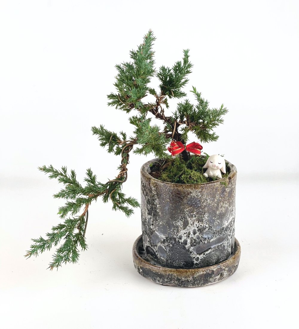 Cascade Bonsai Tree - brown moon pot (cylinder) - Online Plant Delivery Singapore
