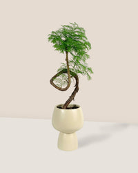 Ceramic Sand Pot - Pot - Tumbleweed Plants - Online Plant Delivery Singapore