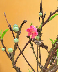 Cherry Blossom - bauble planter - quartz black - Gifting plant - Tumbleweed Plants - Online Plant Delivery Singapore