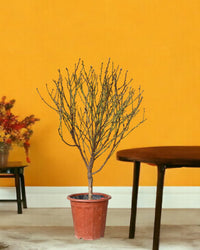 Cherry Blossom - grow pot - Gifting plant - Tumbleweed Plants - Online Plant Delivery Singapore