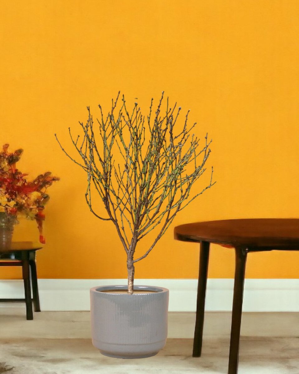 Cherry Blossom - morandi pot - Gifting plant - Tumbleweed Plants - Online Plant Delivery Singapore