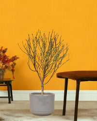 Cherry Blossom - morandi pot - Gifting plant - Tumbleweed Plants - Online Plant Delivery Singapore