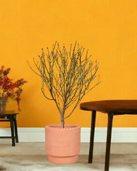 Cherry Blossom - morandi pot - Gifting plant - Tumbleweed Plants - Online Plant Delivery Singapore