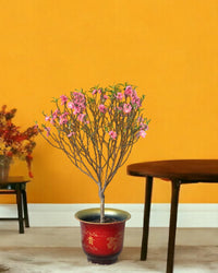 Cherry Blossom - morandi pot - Potted plant - Tumbleweed Plants - Online Plant Delivery Singapore