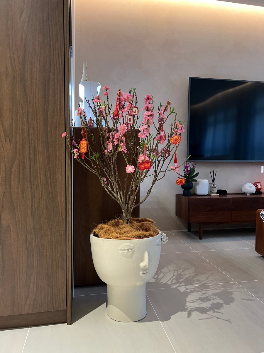 Cherry Blossom - morandi pot - Potted plant - Tumbleweed Plants - Online Plant Delivery Singapore