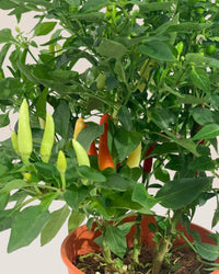 Chili Plant - grow pot - Potted plant - Tumbleweed Plants - Online Plant Delivery Singapore