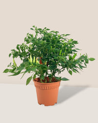 Chili Plant - grow pot - Potted plant - Tumbleweed Plants - Online Plant Delivery Singapore