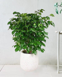 China Doll - 80 - 90 cm - Gifting plant - Tumbleweed Plants - Online Plant Delivery Singapore