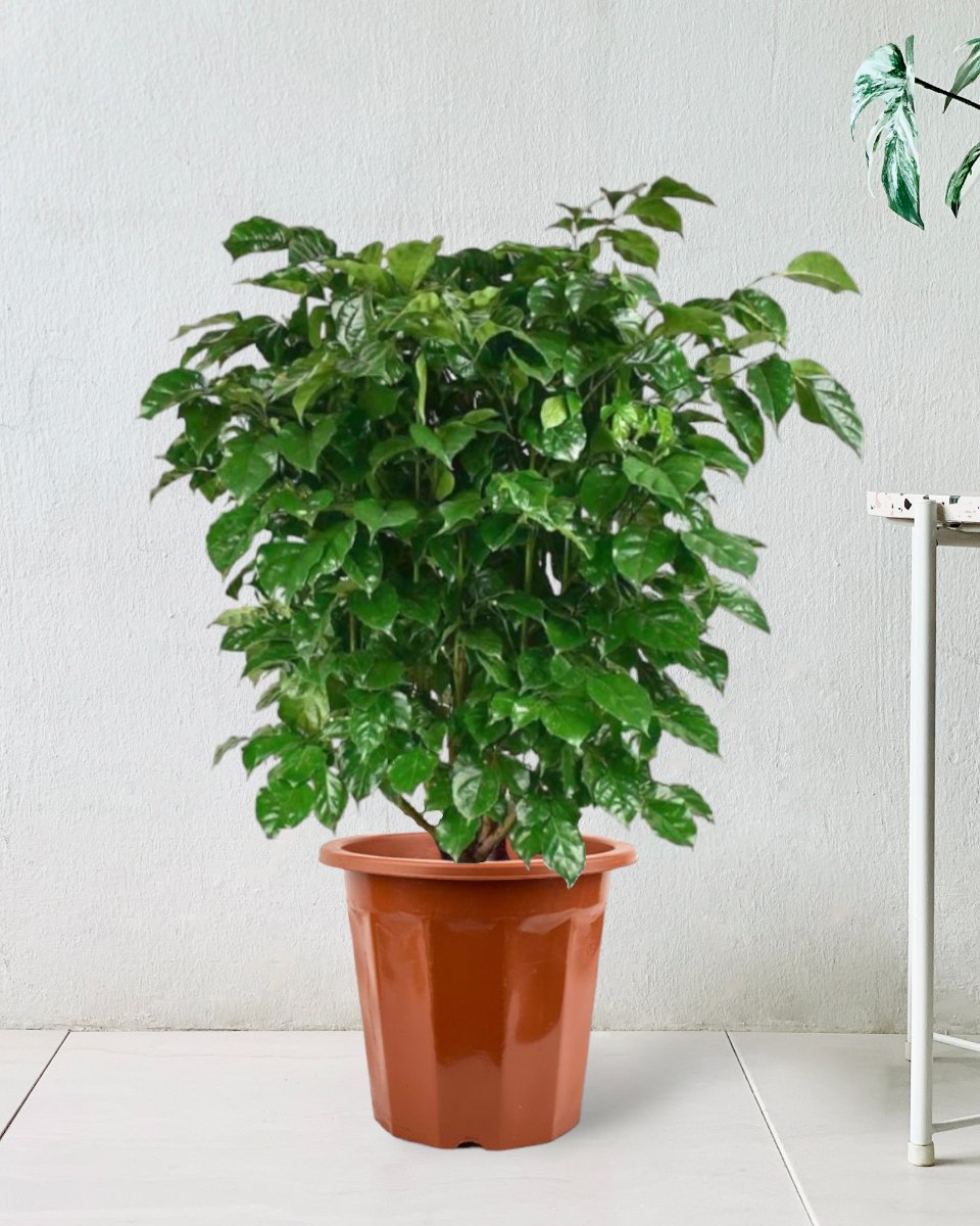 China Doll - 80 - 90 cm - Gifting plant - Tumbleweed Plants - Online Plant Delivery Singapore