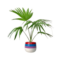 Chinese Fan Palm