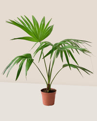Chinese Fan Palm - grow pot - Potted plant - Tumbleweed Plants - Online Plant Delivery Singapore