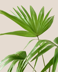 Chinese Fan Palm - grow pot - Potted plant - Tumbleweed Plants - Online Plant Delivery Singapore