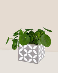 Chinese Money Plant - cement cube planter - Potted plant - Tumbleweed Plants - Online Plant Delivery Singapore