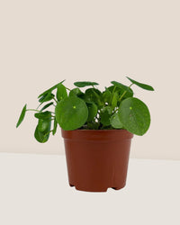 Chinese Money Plant - grow pot - Potted plant - Tumbleweed Plants - Online Plant Delivery Singapore