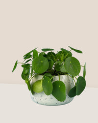 Chinese Money Plant - ink splash bowl planter - Potted plant - Tumbleweed Plants - Online Plant Delivery Singapore