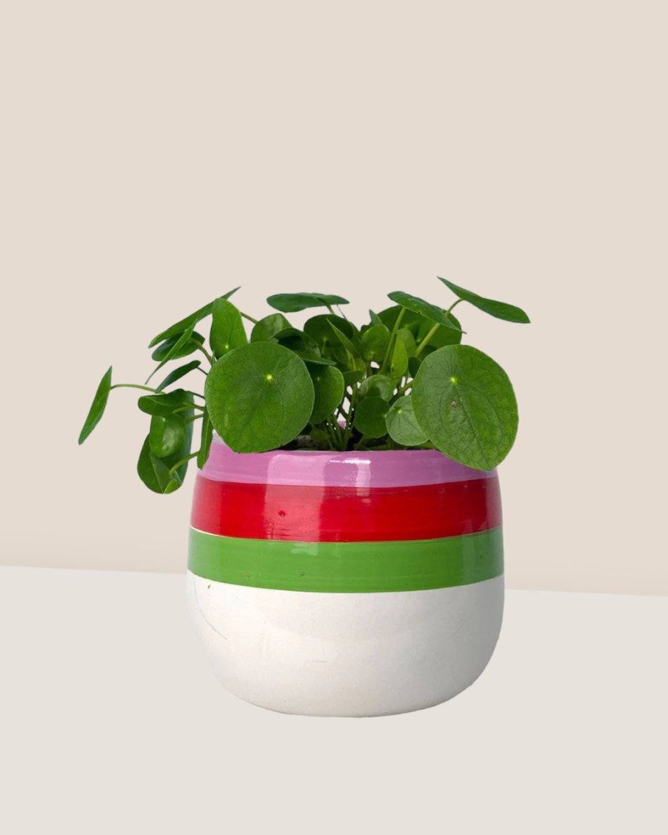 Chinese Money Plant - poppy color planter- ariel - Potted plant - Tumbleweed Plants - Online Plant Delivery Singapore
