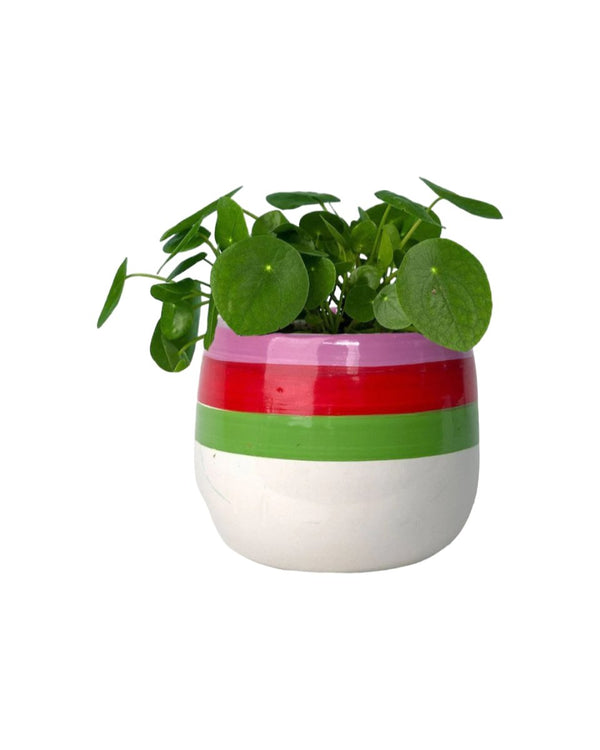 Chinese Money Plant - poppy color planter- ariel - Potted plant - Tumbleweed Plants - Online Plant Delivery Singapore