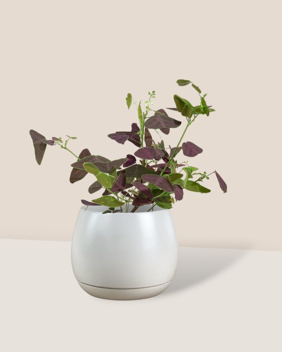 Christia Butterfly Plant Purple - addie planter - large/white - Potted plant - Tumbleweed Plants - Online Plant Delivery Singapore