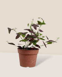 Christia Butterfly Plant Purple - grow pot - Potted plant - Tumbleweed Plants - Online Plant Delivery Singapore