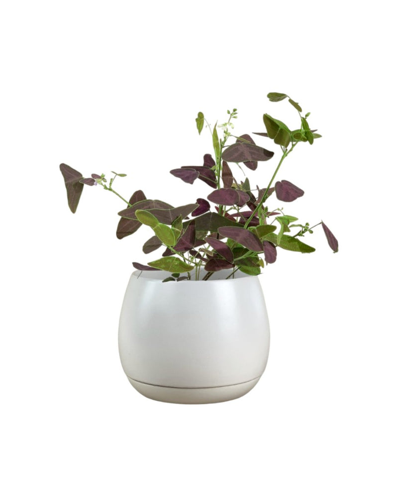 Christia Butterfly Plant Purple - olive bloom ceramic pot - large - Potted plant - Tumbleweed Plants - Online Plant Delivery Singapore