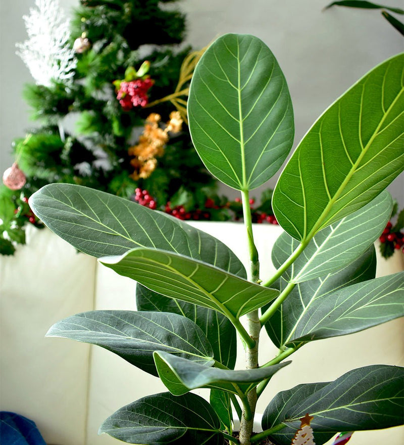 Christmas Plant - 'Aunty Audreys Christmas Figs' - White - Gifting plant - Tumbleweed Plants - Online Plant Delivery Singapore