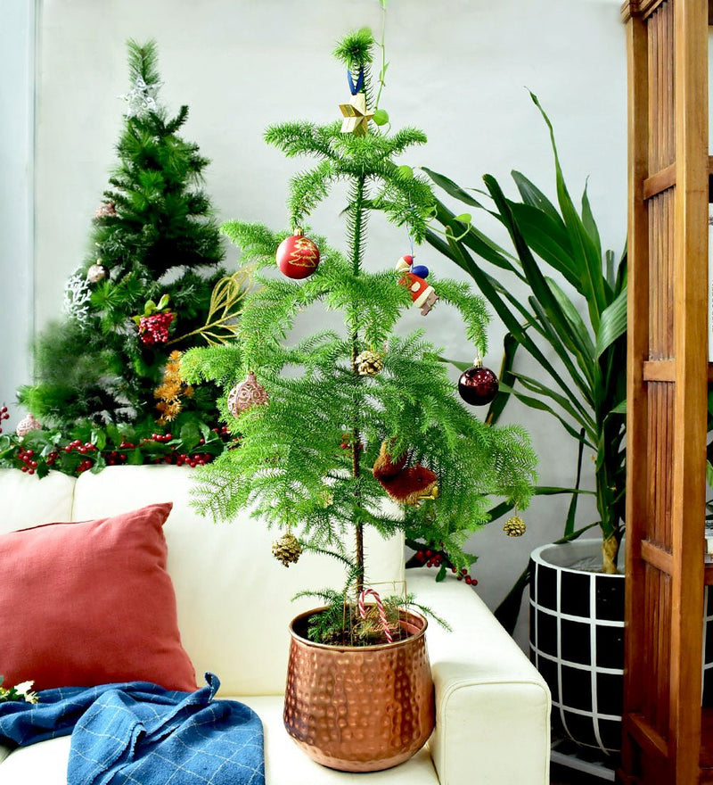 Christmas Plant - 'Pine in Christmas Copper' - Gifting plant - Tumbleweed Plants - Online Plant Delivery Singapore
