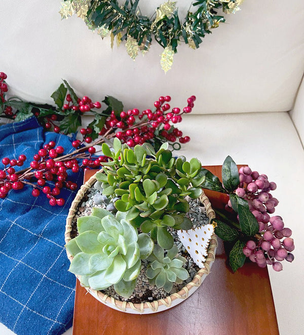 Christmas Plant - 'Succulent Selection Bowl' - Gifting plant - Tumbleweed Plants - Online Plant Delivery Singapore