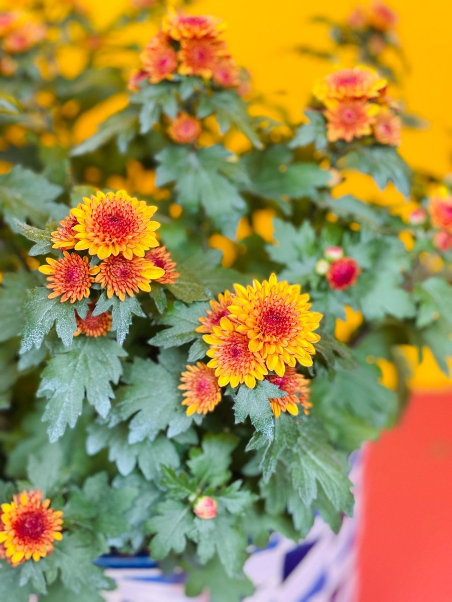 Chrysanthemum Mix - CNY - Gifting plant - Tumbleweed Plants - Online Plant Delivery Singapore