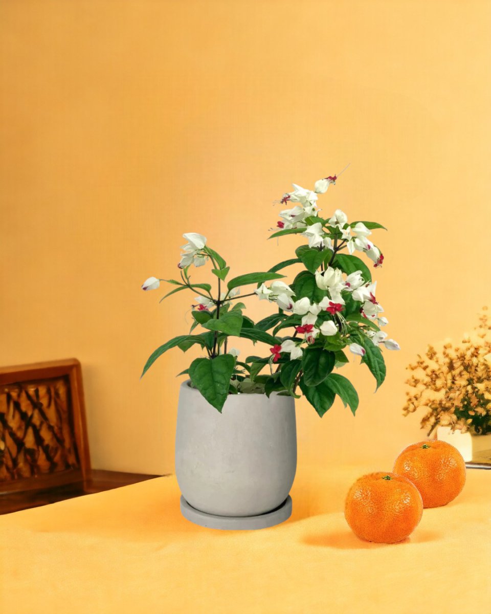 Clerodendrum Batik - carter planters - small - Gifting plant - Tumbleweed Plants - Online Plant Delivery Singapore