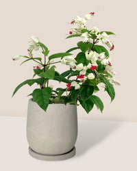 Clerodendrum Batik - dusty grey cement planter with tray - 16cm - Gifting plant - Tumbleweed Plants - Online Plant Delivery Singapore