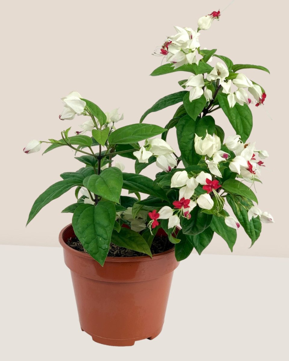Clerodendrum Batik - grow pot - Gifting plant - Tumbleweed Plants - Online Plant Delivery Singapore