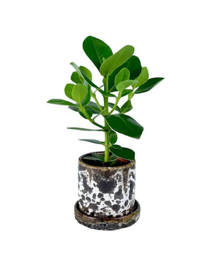 Clusia Rosea - brown moon pot - Potted plant - Tumbleweed Plants - Online Plant Delivery Singapore