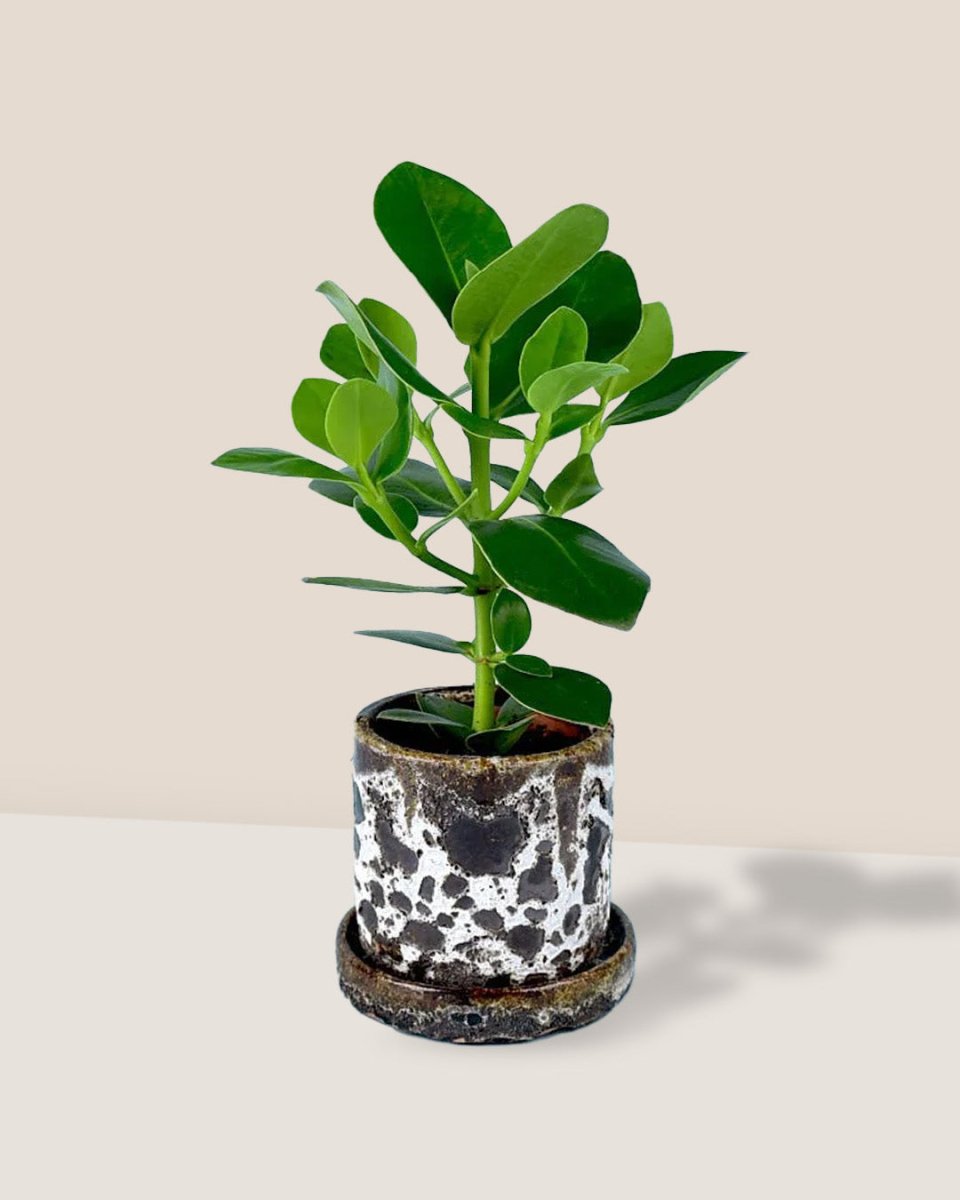 Clusia Rosea - brown moon pot - Potted plant - Tumbleweed Plants - Online Plant Delivery Singapore