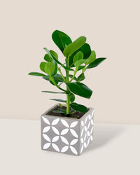 Clusia Rosea - cement cube - Potted plant - Tumbleweed Plants - Online Plant Delivery Singapore
