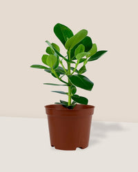 Clusia Rosea - grow pot - Potted plant - Tumbleweed Plants - Online Plant Delivery Singapore