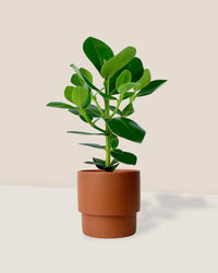 Clusia Rosea - plinth pot - chestnut/large - Potted plant - Tumbleweed Plants - Online Plant Delivery Singapore