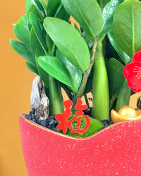 CNY Zamio - Potted plant - Tumbleweed Plants - Online Plant Delivery Singapore
